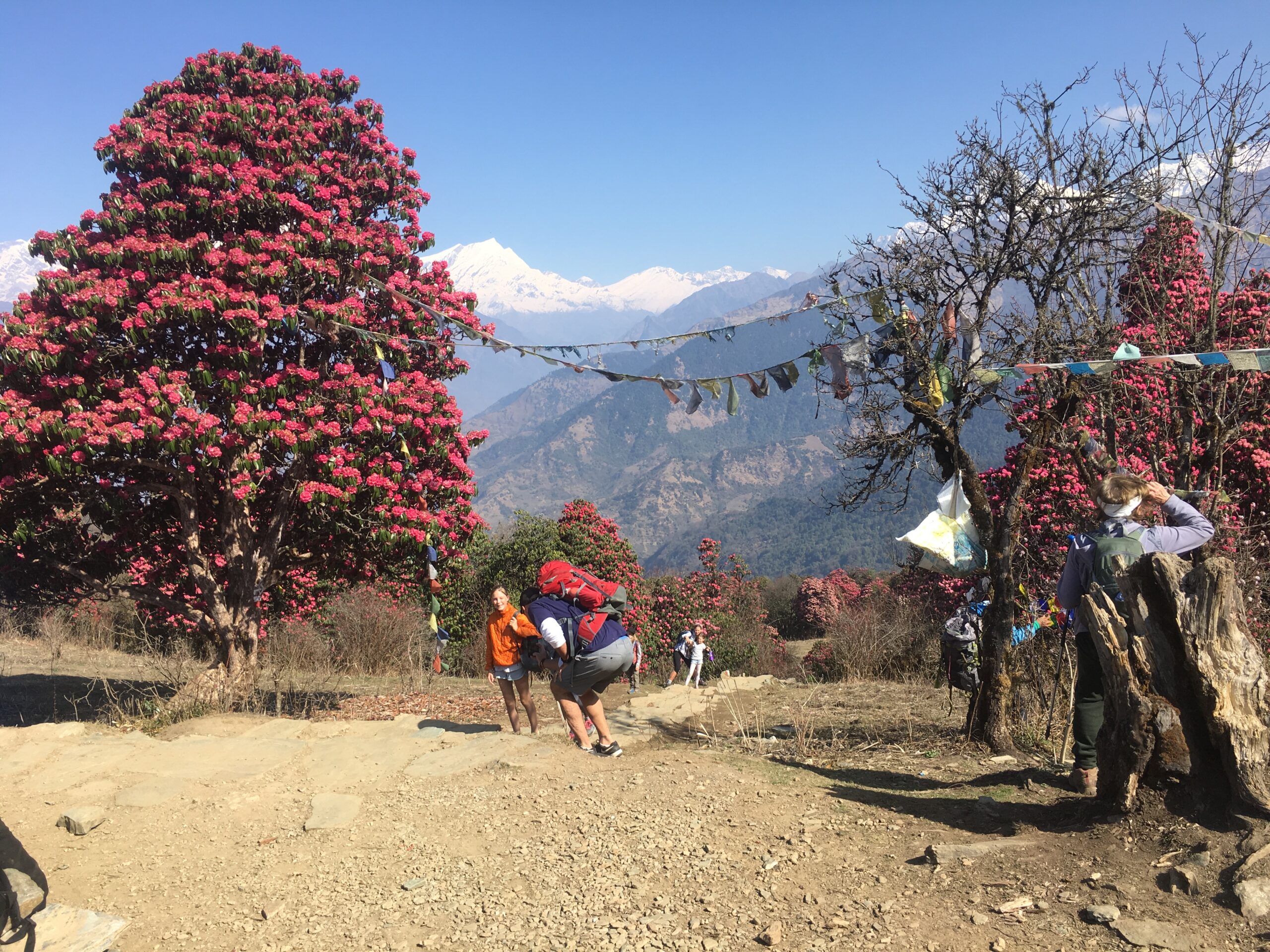 Ghorepani Poon Hill in Spring