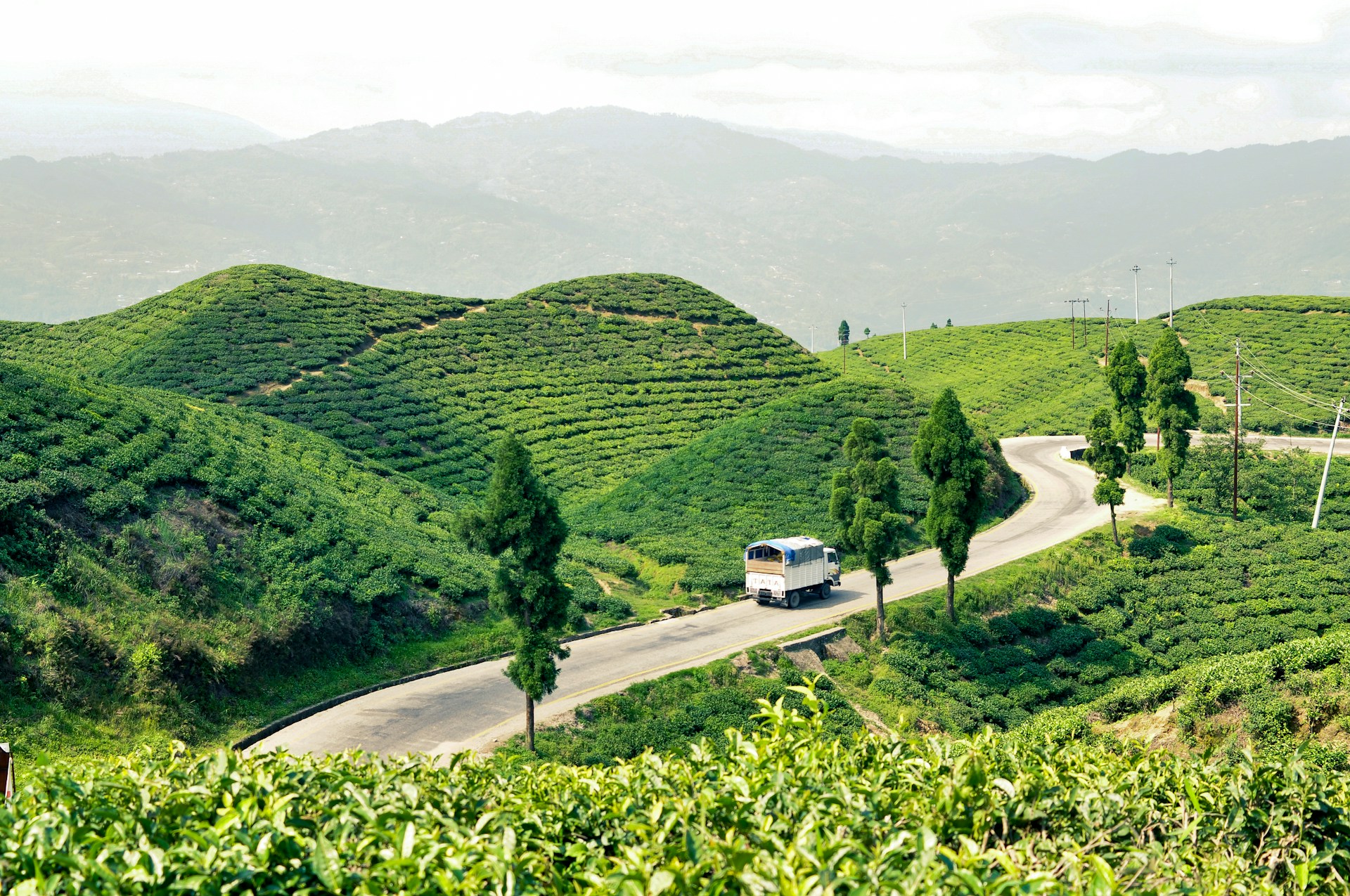 Tea field in Eastern Nepal